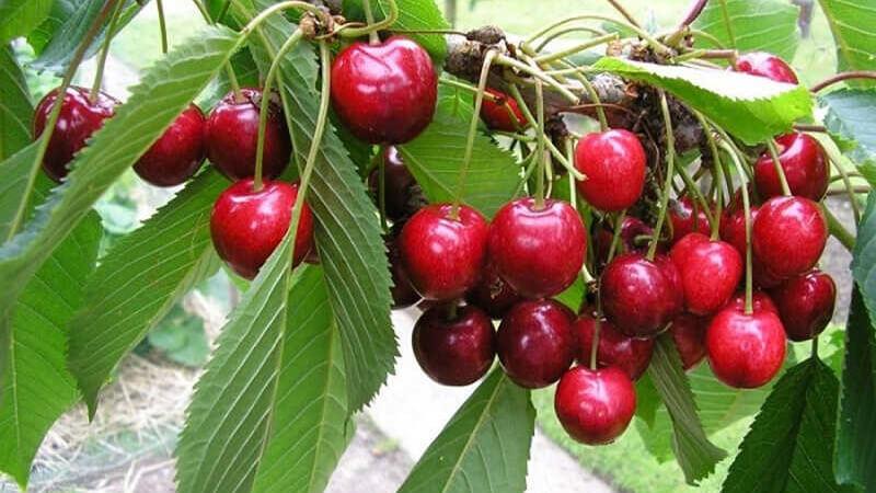 Cây giống Chery Nhật - Ảnh 2