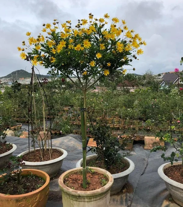 Hoa cúc thân gỗ - Ảnh 4