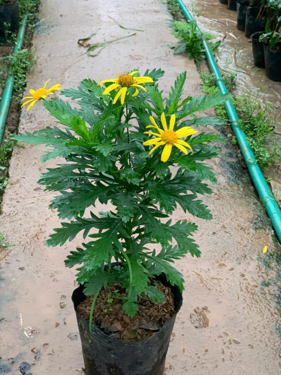 Hoa cúc thân gỗ - Ảnh 3