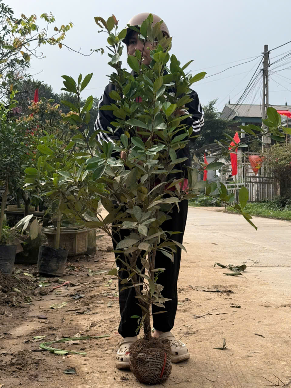 Cây giống Chery Nhật