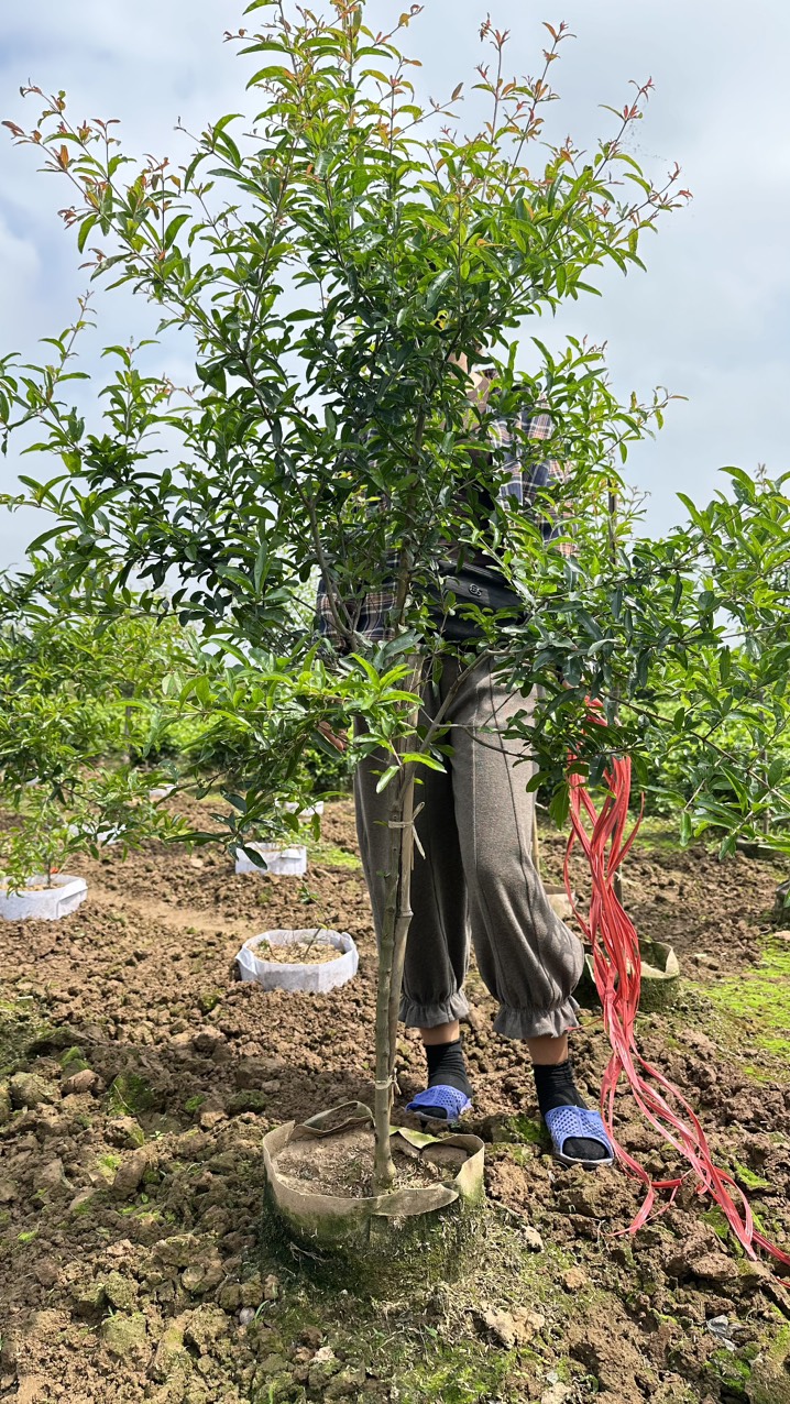Cây lựu ăn trái