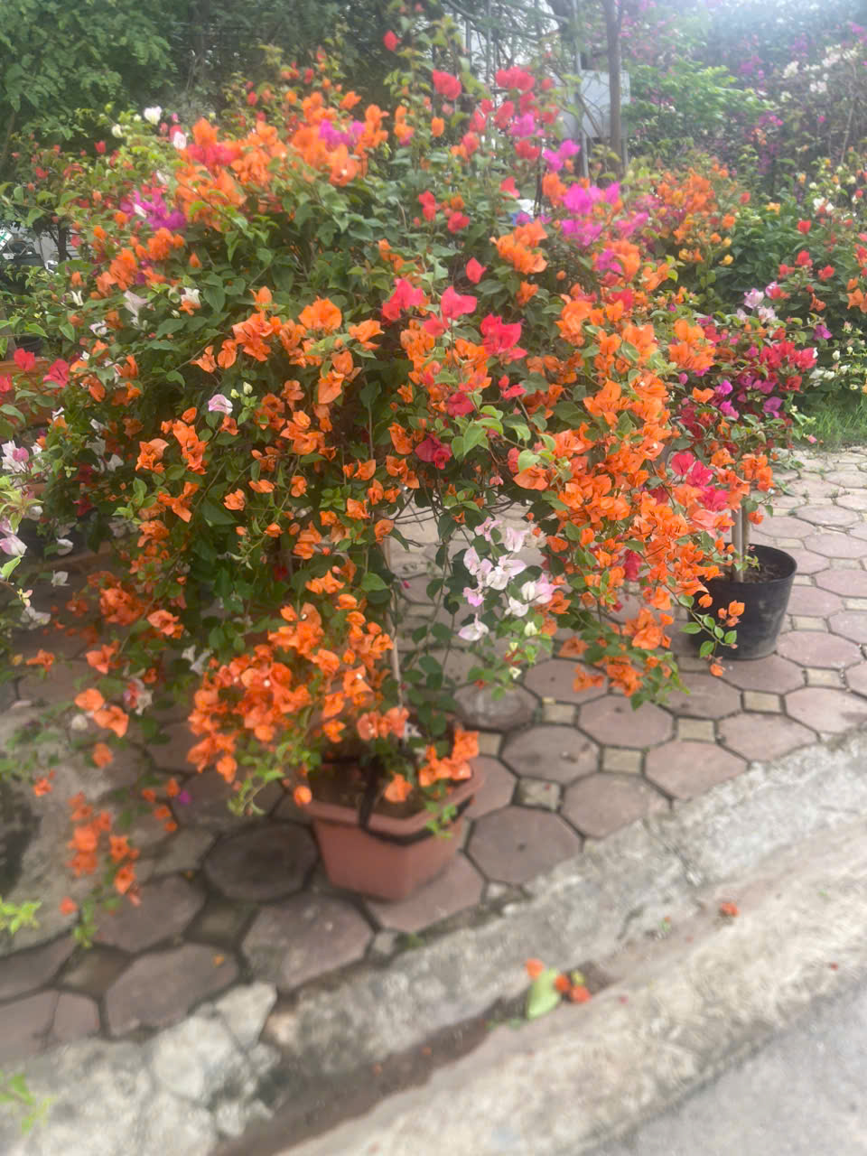 Hoa giấy thái mix màu - Ảnh 2