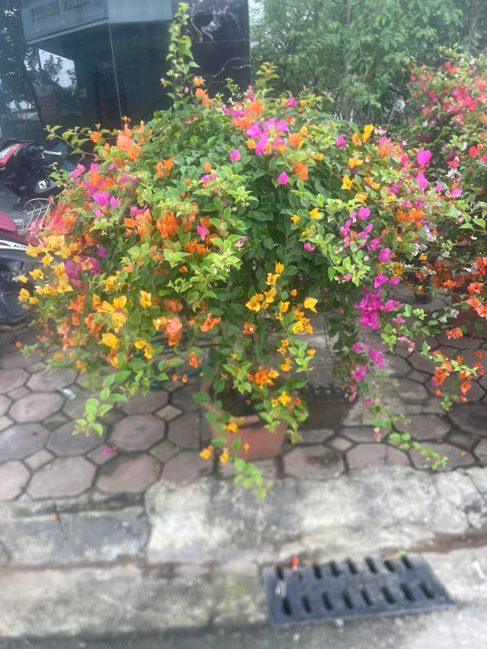 Hoa giấy thái mix màu - Ảnh 4