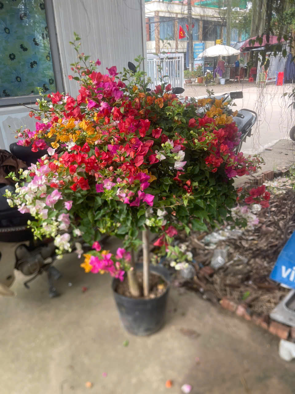 Hoa giấy thái mix màu - Ảnh 5