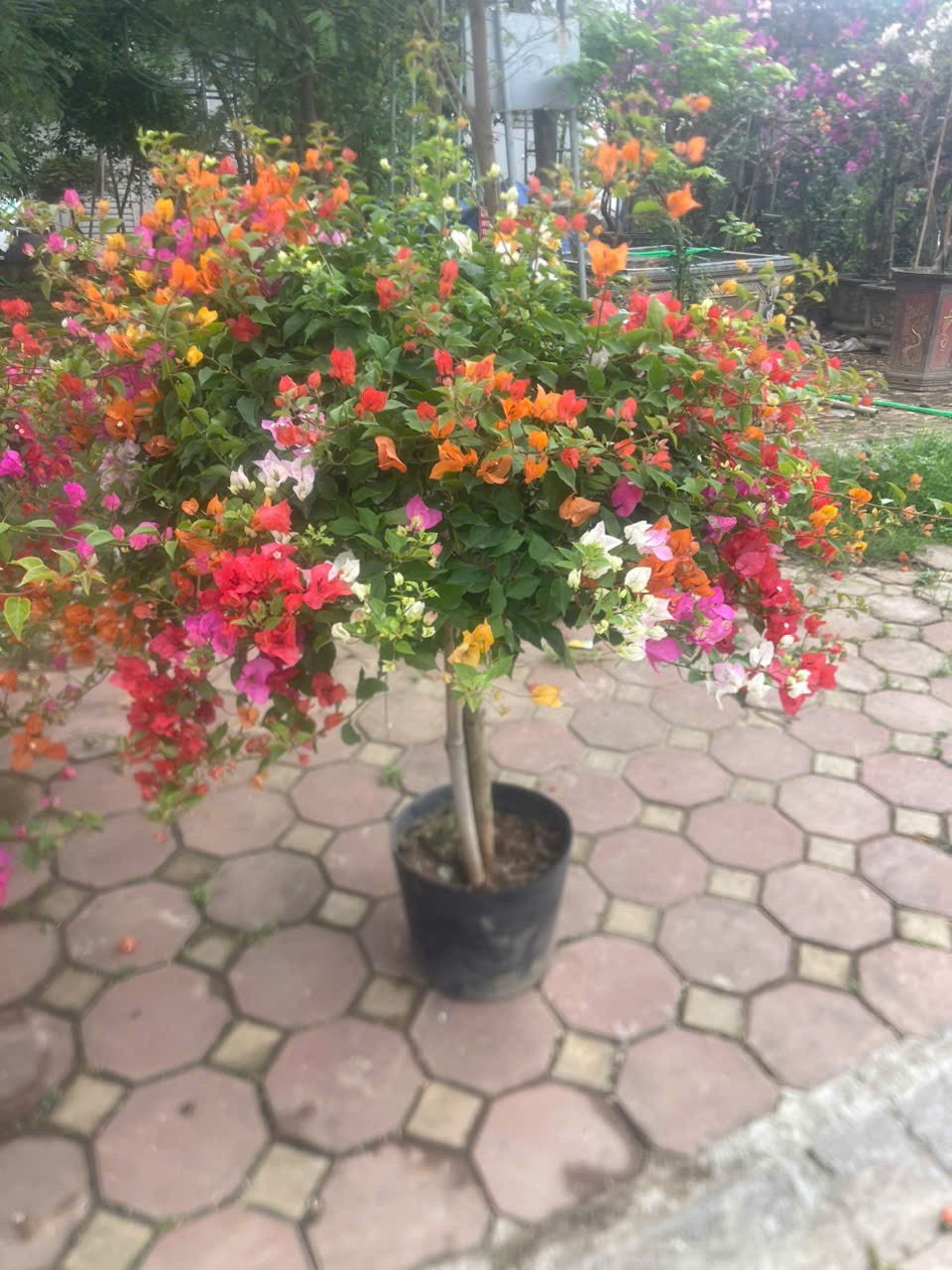 Hoa giấy thái mix màu