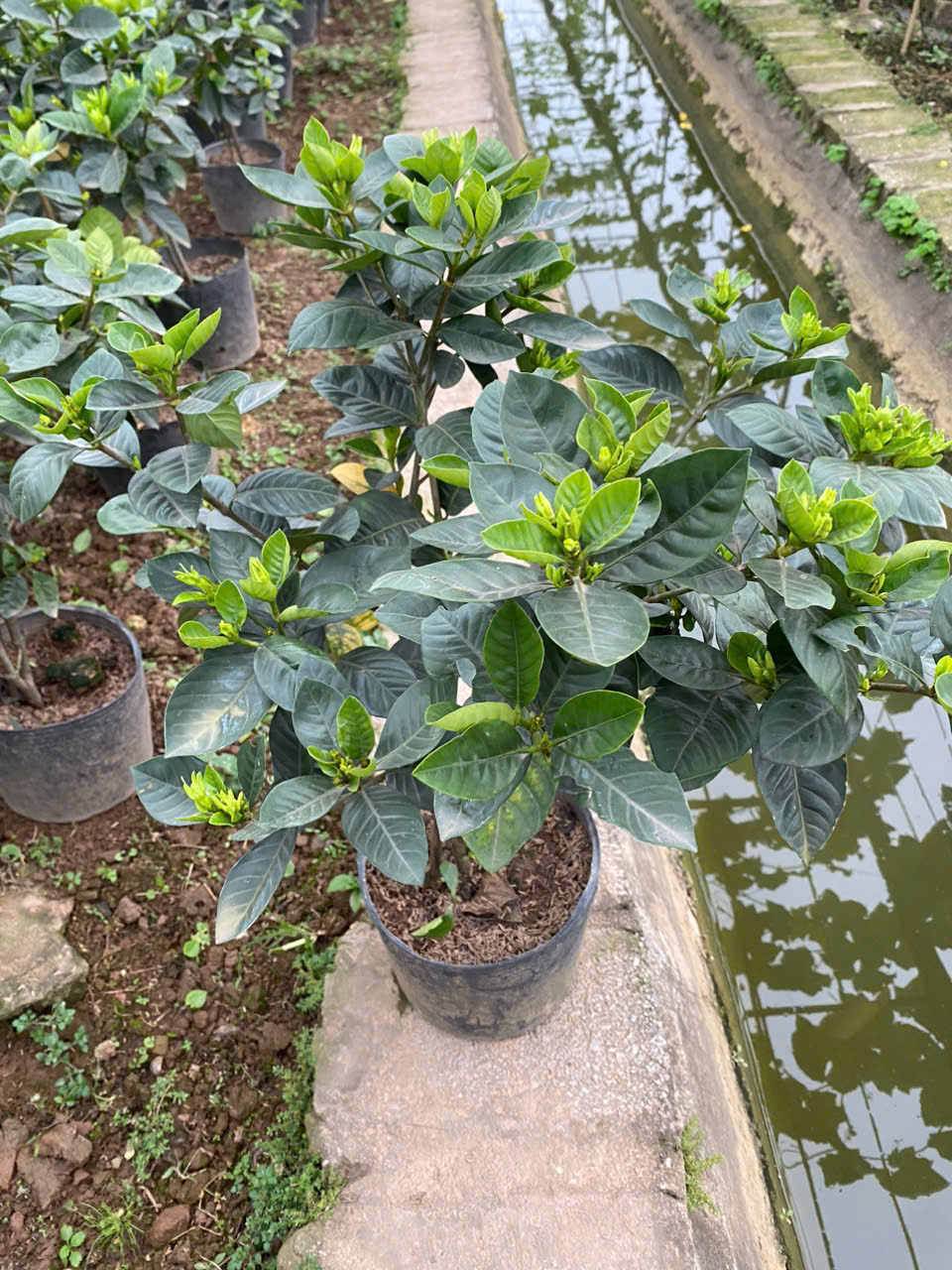 Hoa Bạch thiên hương giống - Ảnh 4