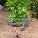 Táo tàu - cây ghép nhanh quả